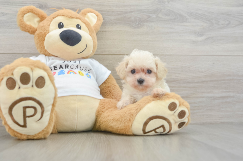 6 week old Maltipoo Puppy For Sale - Windy City Pups