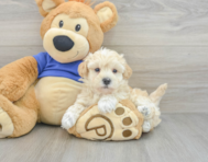 8 week old Maltipoo Puppy For Sale - Windy City Pups