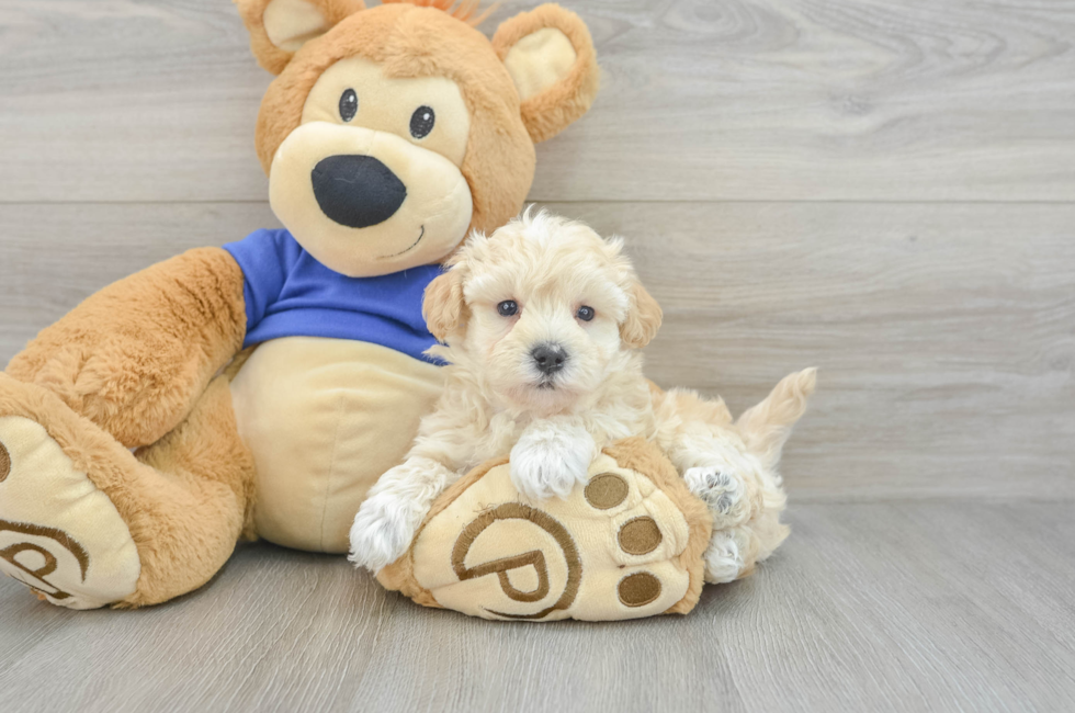 7 week old Maltipoo Puppy For Sale - Windy City Pups