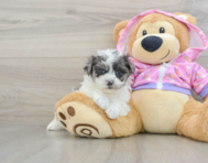 8 week old Maltipoo Puppy For Sale - Windy City Pups