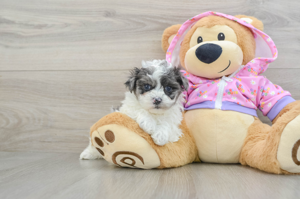 5 week old Maltipoo Puppy For Sale - Windy City Pups