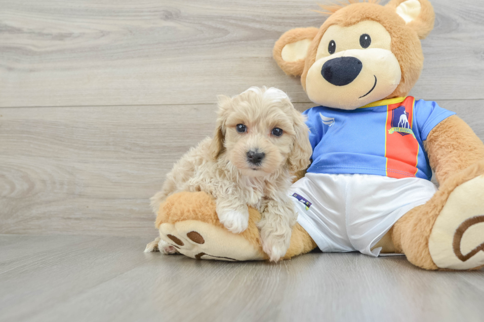 Maltipoo Puppy for Adoption