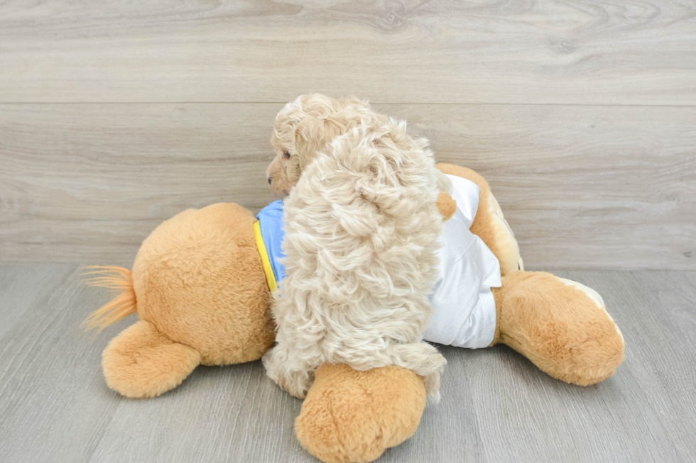 Popular Maltipoo Poodle Mix Pup