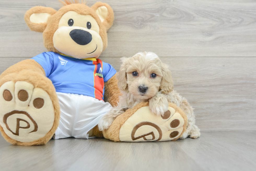 Maltipoo Puppy for Adoption