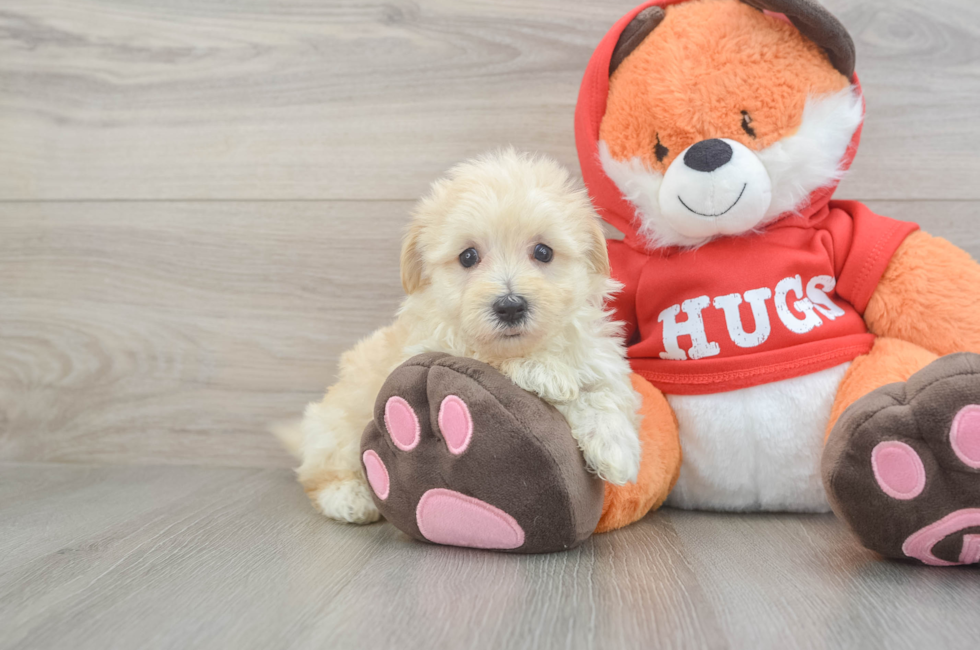 5 week old Maltipoo Puppy For Sale - Windy City Pups