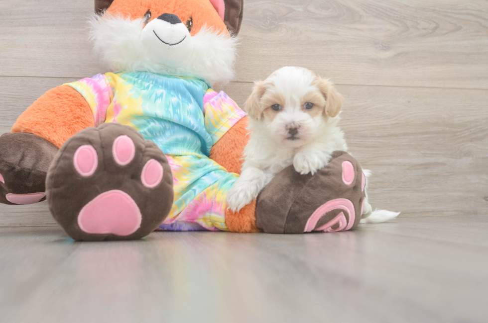 6 week old Maltipoo Puppy For Sale - Windy City Pups