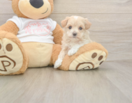 7 week old Maltipoo Puppy For Sale - Windy City Pups