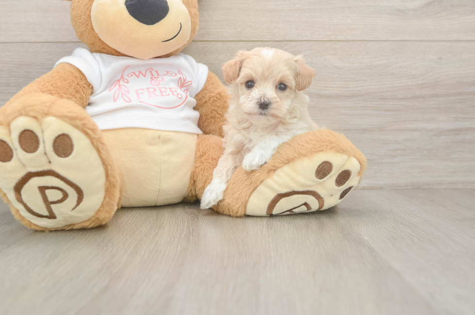 5 week old Maltipoo Puppy For Sale - Windy City Pups