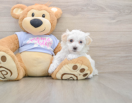 9 week old Maltipoo Puppy For Sale - Windy City Pups