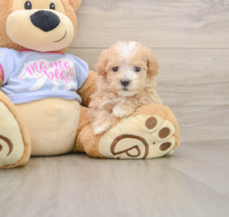 6 week old Maltipoo Puppy For Sale - Windy City Pups