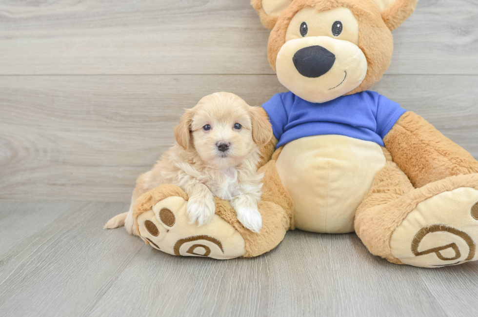 7 week old Maltipoo Puppy For Sale - Windy City Pups