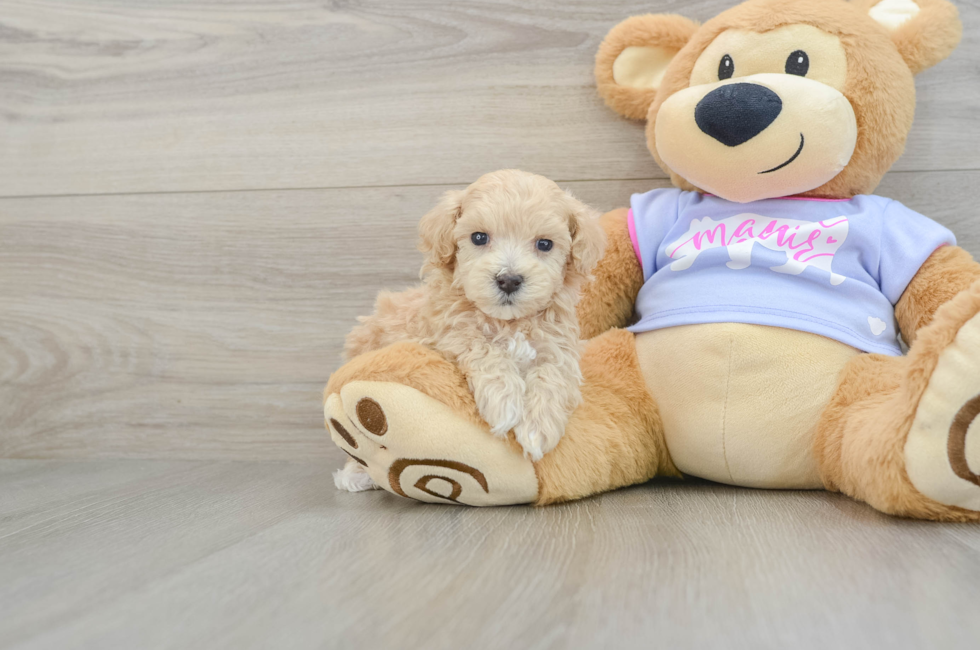 6 week old Maltipoo Puppy For Sale - Windy City Pups