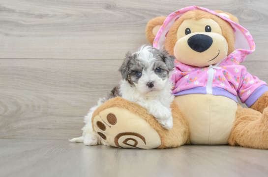 Fluffy Maltipoo Poodle Mix Pup