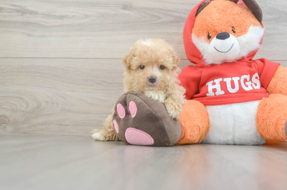 5 week old Maltipoo Puppy For Sale - Windy City Pups