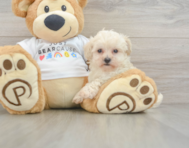 9 week old Maltipoo Puppy For Sale - Windy City Pups