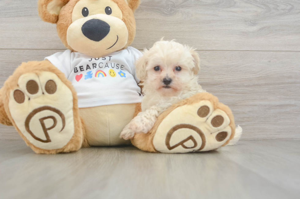 6 week old Maltipoo Puppy For Sale - Windy City Pups