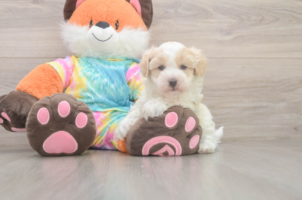 6 week old Maltipoo Puppy For Sale - Windy City Pups