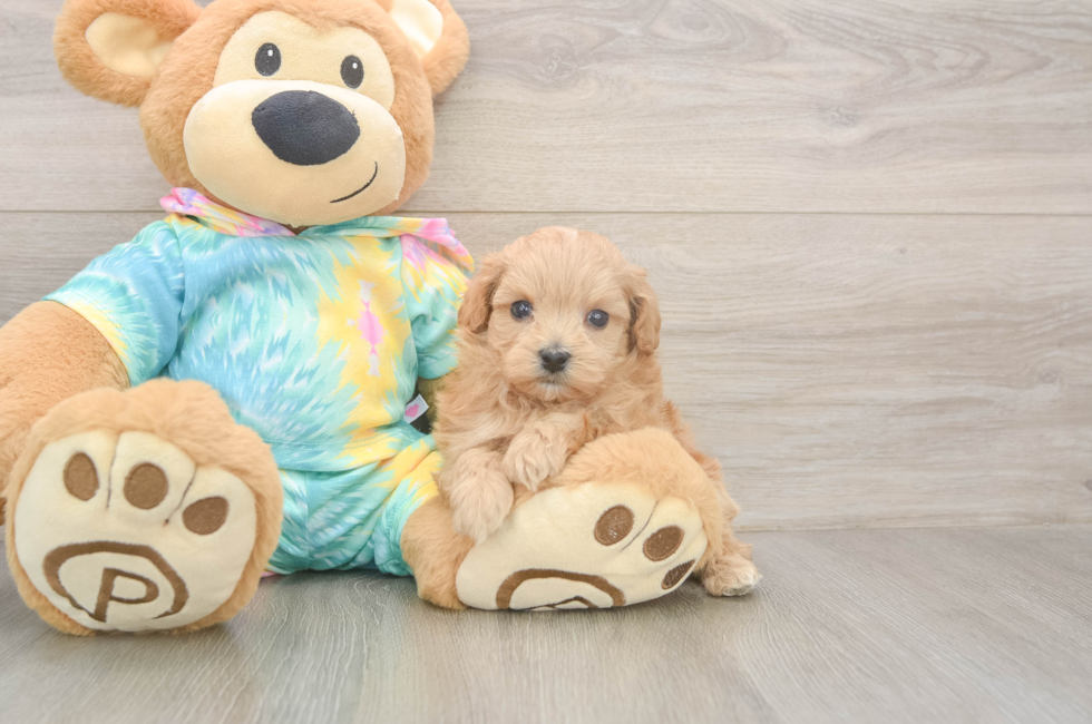 5 week old Maltipoo Puppy For Sale - Windy City Pups