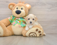 8 week old Maltipoo Puppy For Sale - Windy City Pups