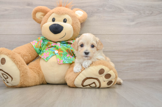 Energetic Multipoo Poodle Mix Puppy