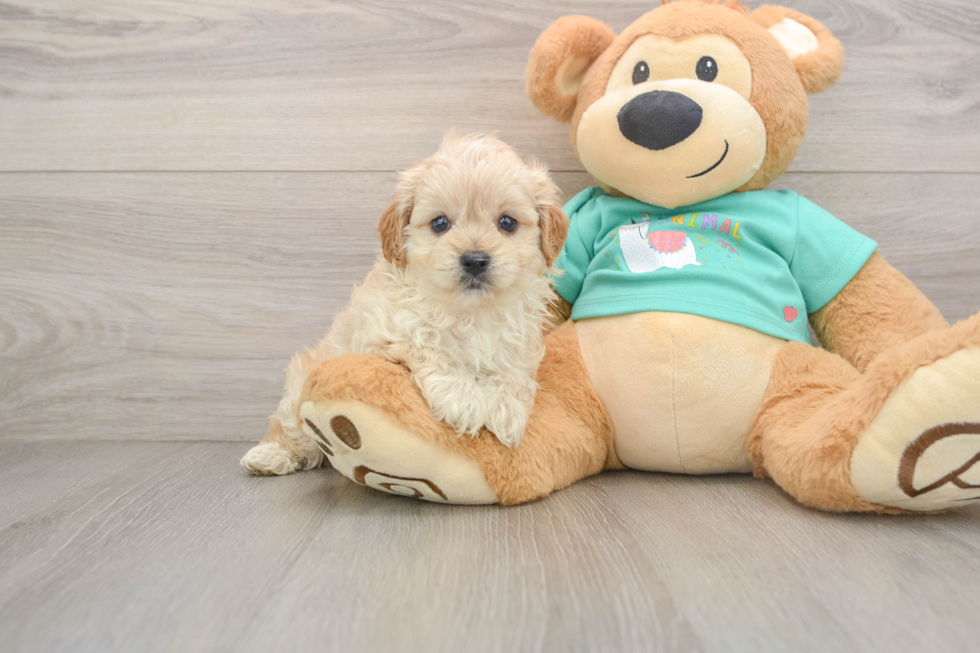 Funny Maltipoo Poodle Mix Pup