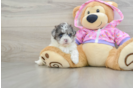 Petite Maltipoo Poodle Mix Pup