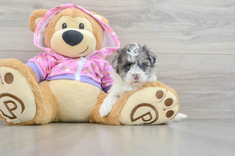 5 week old Maltipoo Puppy For Sale - Windy City Pups