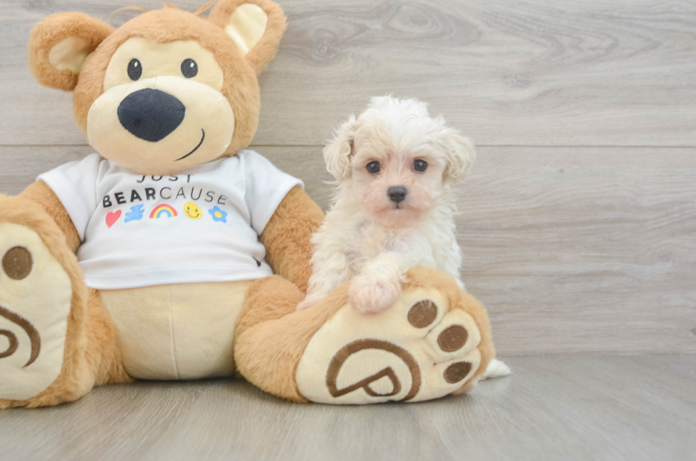6 week old Maltipoo Puppy For Sale - Windy City Pups