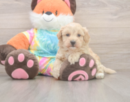 8 week old Maltipoo Puppy For Sale - Windy City Pups