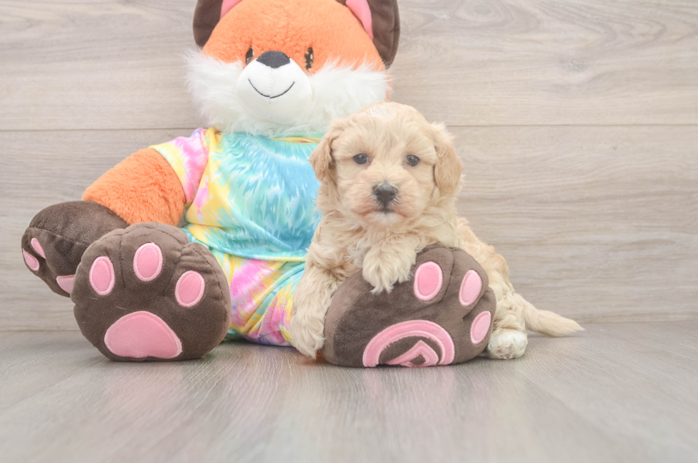 6 week old Maltipoo Puppy For Sale - Windy City Pups