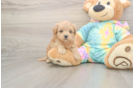 Best Maltipoo Baby