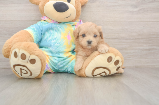5 week old Maltipoo Puppy For Sale - Windy City Pups Maltipoo Puppy for Adoption