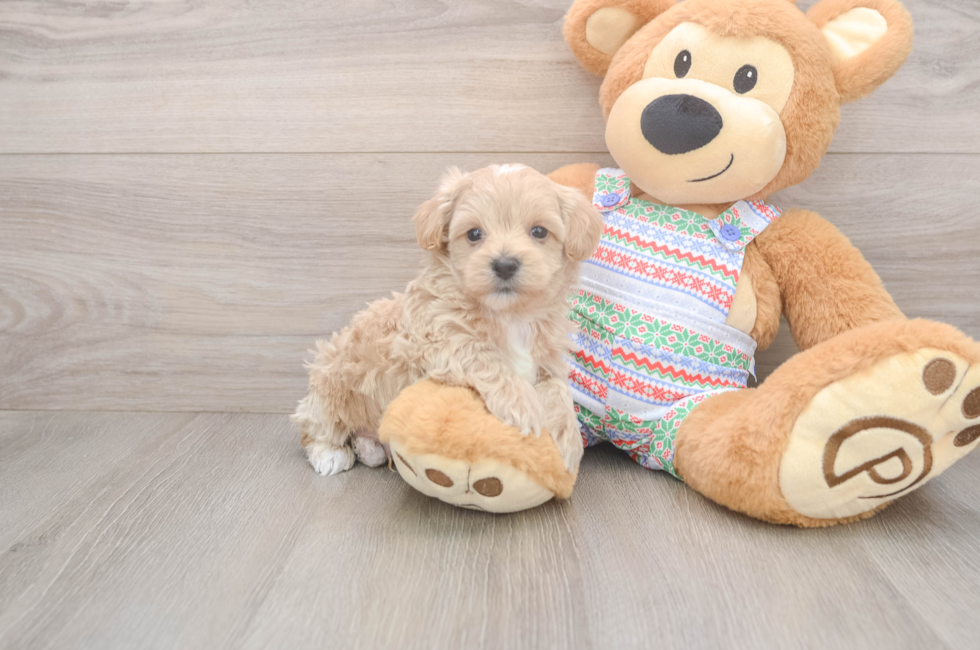 5 week old Maltipoo Puppy For Sale - Windy City Pups