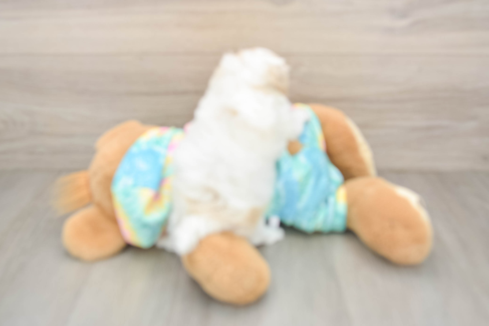 Smart Maltipoo Poodle Mix Pup