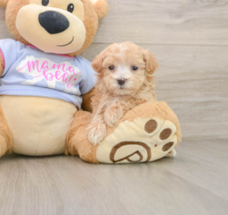 7 week old Maltipoo Puppy For Sale - Windy City Pups