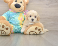 8 week old Maltipoo Puppy For Sale - Windy City Pups