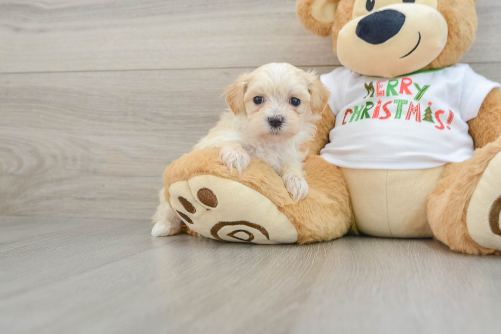 Best Maltipoo Baby