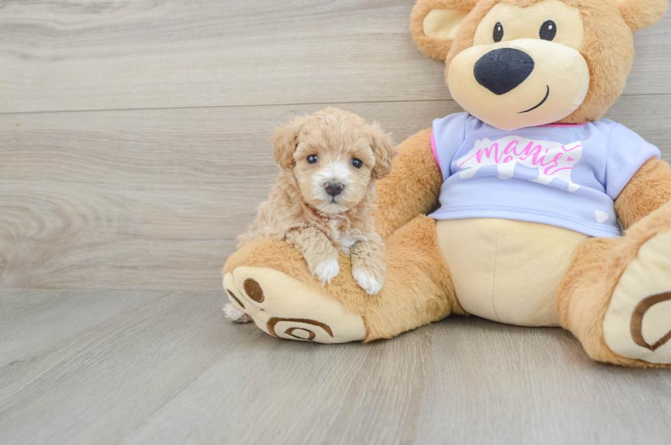 6 week old Maltipoo Puppy For Sale - Windy City Pups