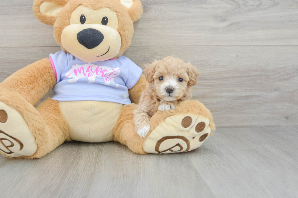 Happy Maltipoo Baby