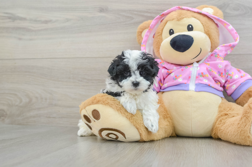 5 week old Maltipoo Puppy For Sale - Windy City Pups