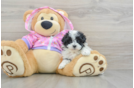 Maltipoo Pup Being Cute