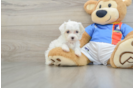 Adorable Malt a Poo Poodle Mix Puppy