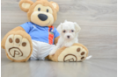 Maltipoo Pup Being Cute