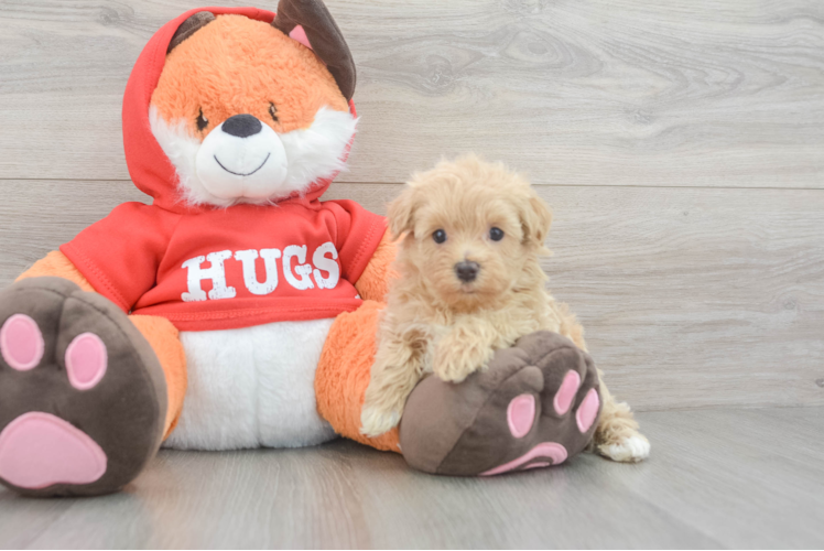Best Maltipoo Baby