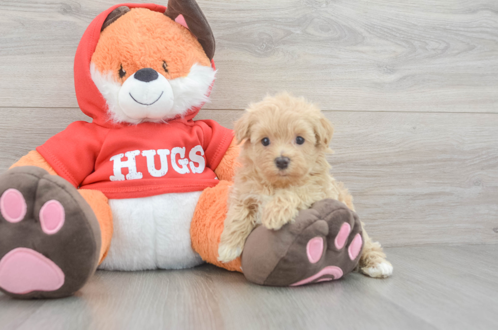 5 week old Maltipoo Puppy For Sale - Windy City Pups