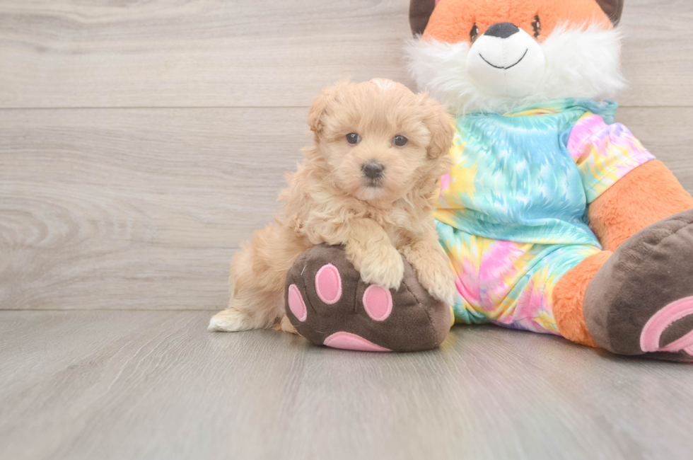 6 week old Maltipoo Puppy For Sale - Windy City Pups