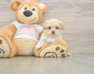 7 week old Maltipoo Puppy For Sale - Windy City Pups