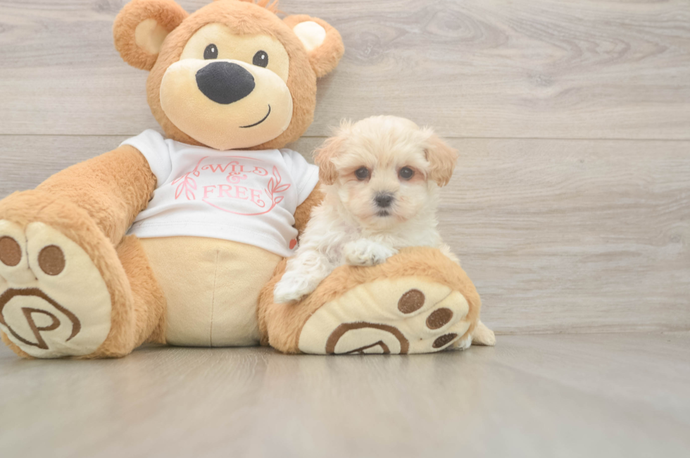 5 week old Maltipoo Puppy For Sale - Windy City Pups