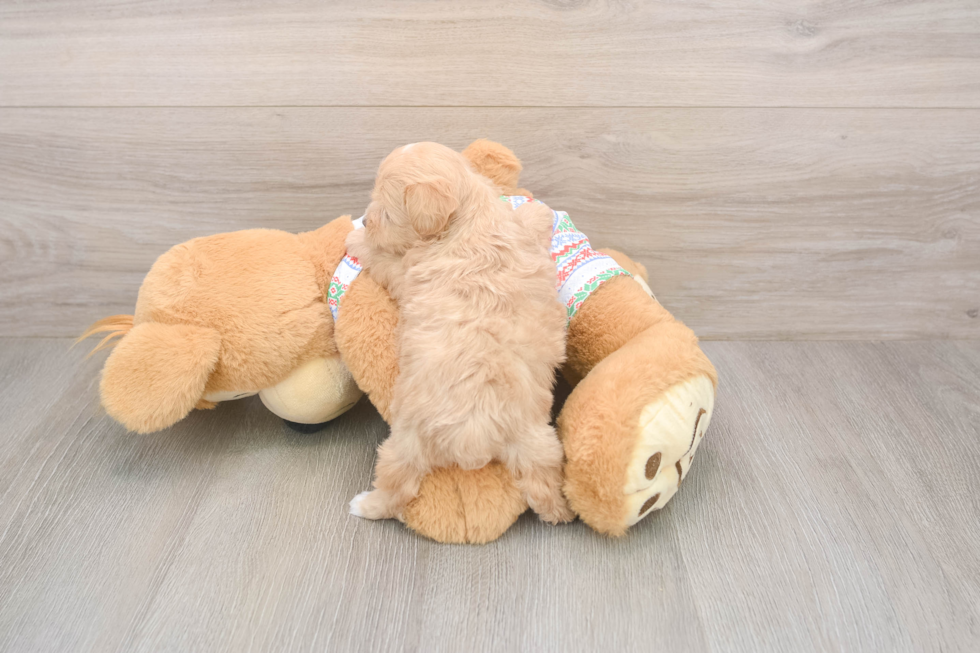 Maltipoo Puppy for Adoption