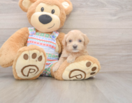 8 week old Maltipoo Puppy For Sale - Windy City Pups
